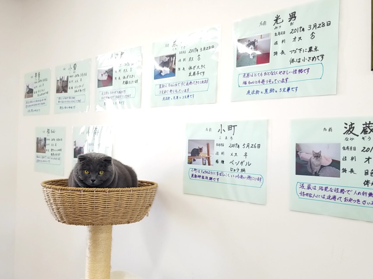 WONWON猫紹介