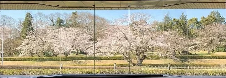 桜に染まるまち　歴博桜屏風