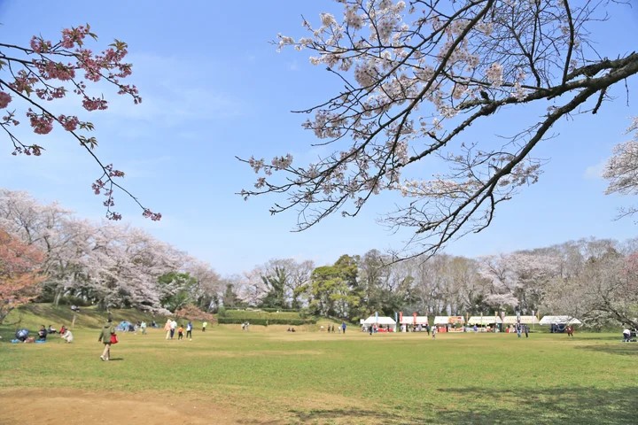 佐倉城址の桜2025