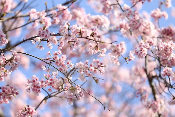 桜に染まるまち佐倉2025　桜