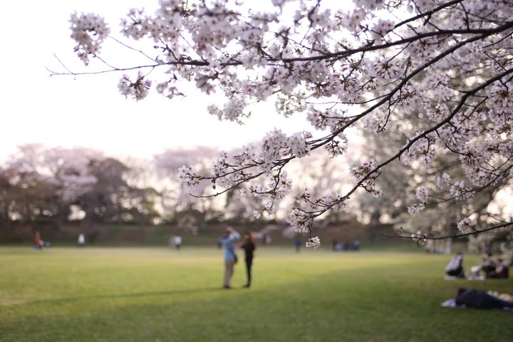 佐倉城址の桜2025-1