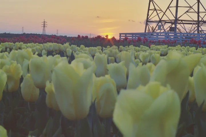 佐倉チューリップフェスタ2025夕日