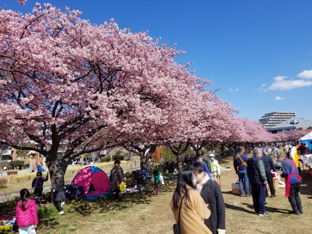 西志津多目的広場の河津桜