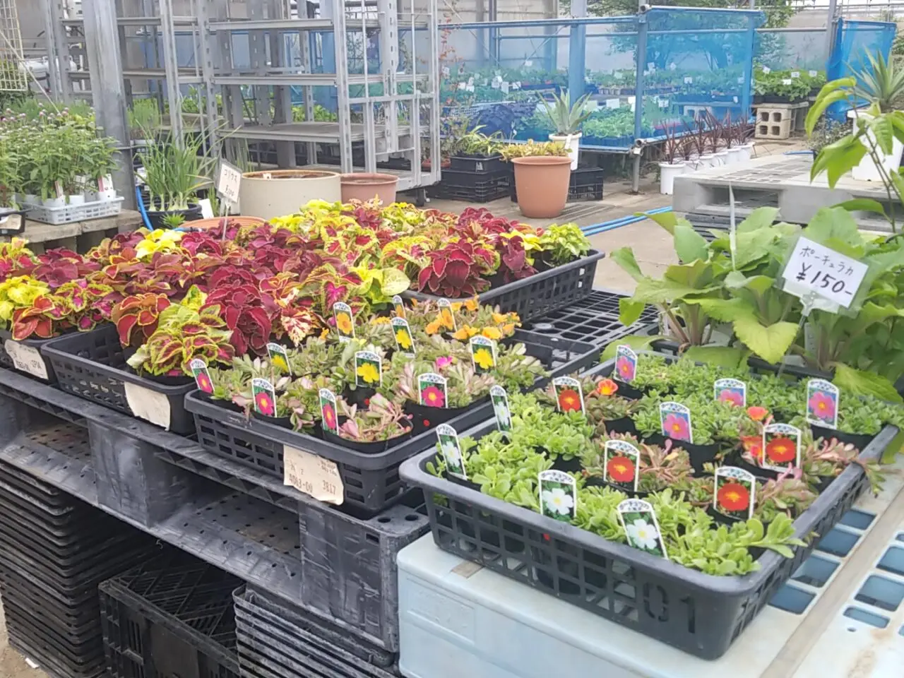 さくら植物園　花苗