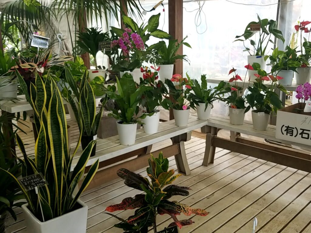 さくら植物園　観葉植物
