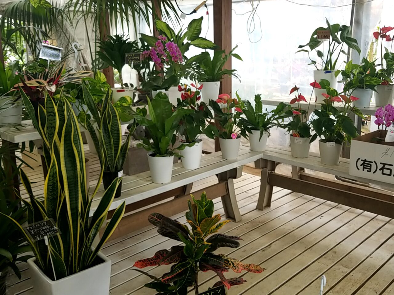 さくら植物園　観葉植物