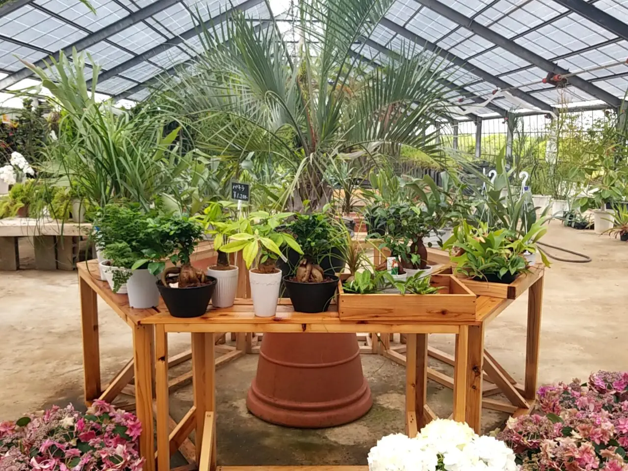 さくら植物園　ミニ観葉植物