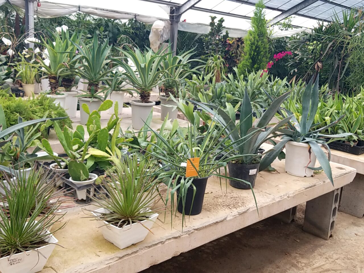 さくら植物園　観葉植物2