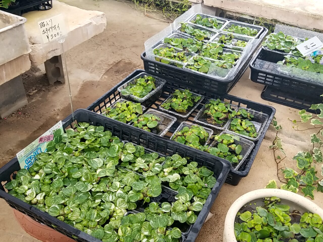 さくら植物園　ホテイアオイ