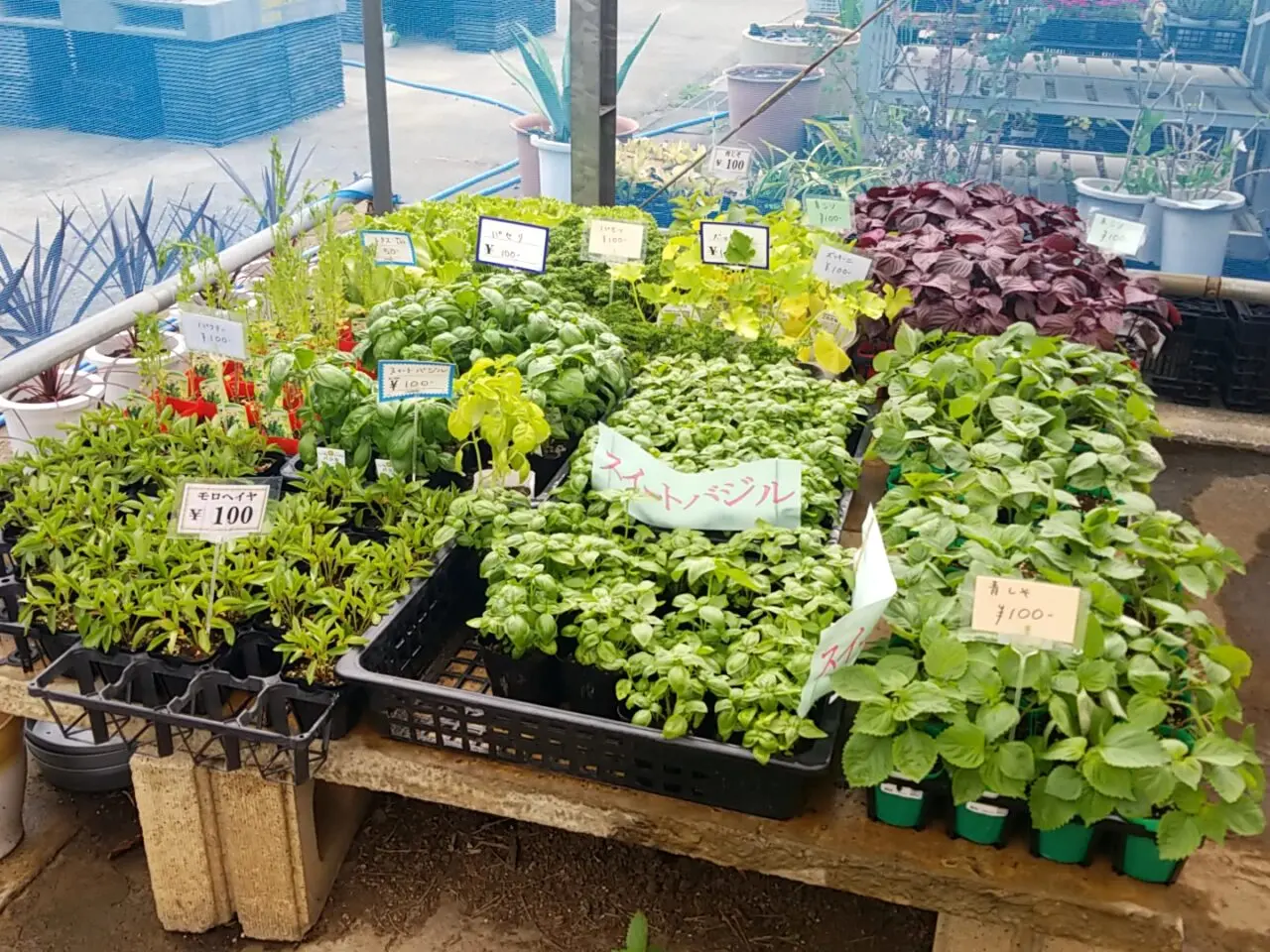 さくら植物園　ハーブ苗