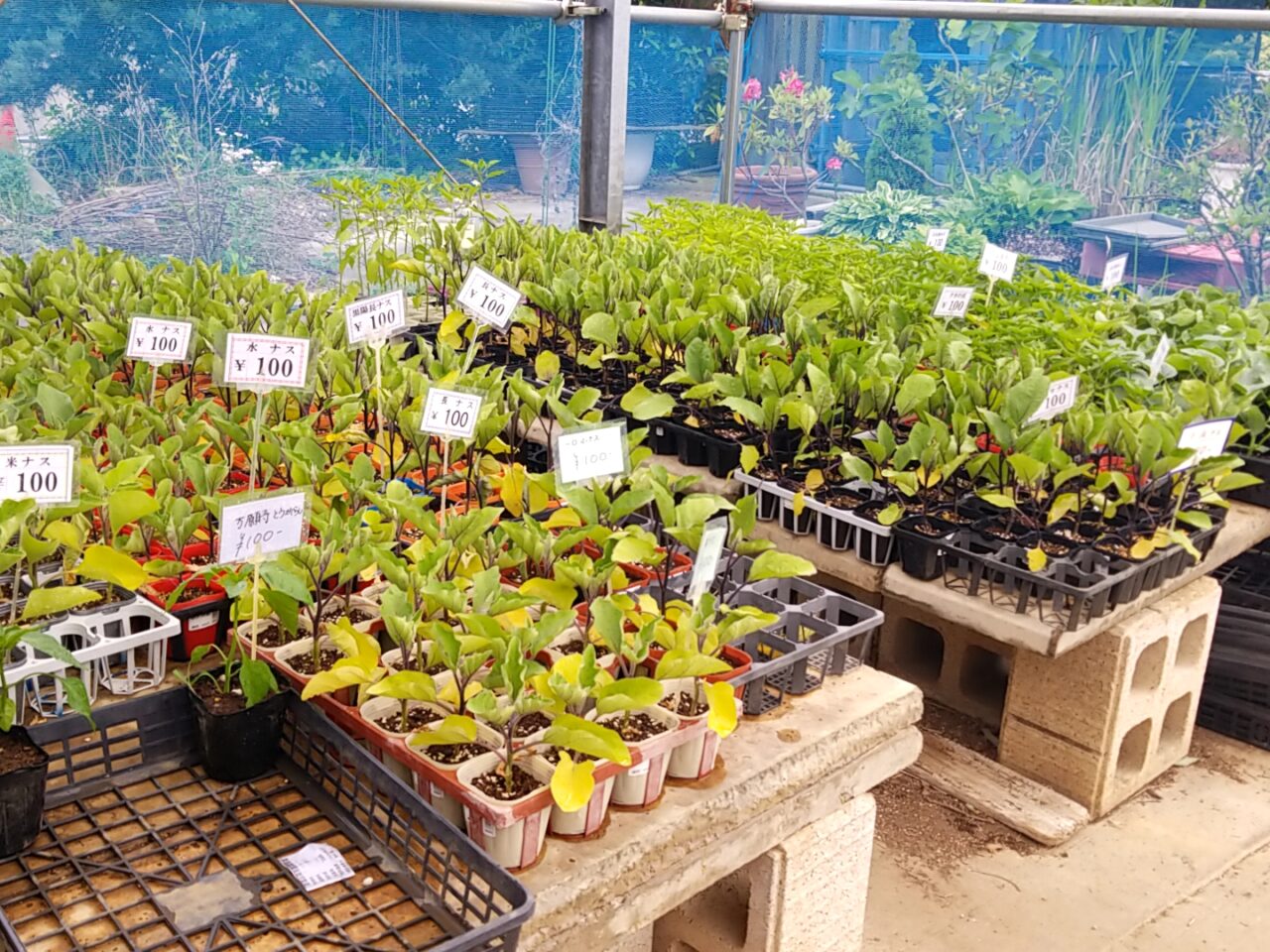 さくら植物園　野菜苗