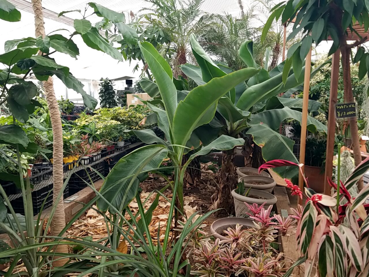 さくら植物園　バナナ