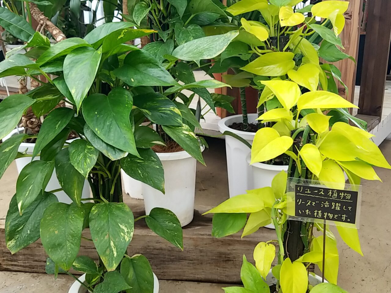さくら植物園　リユース