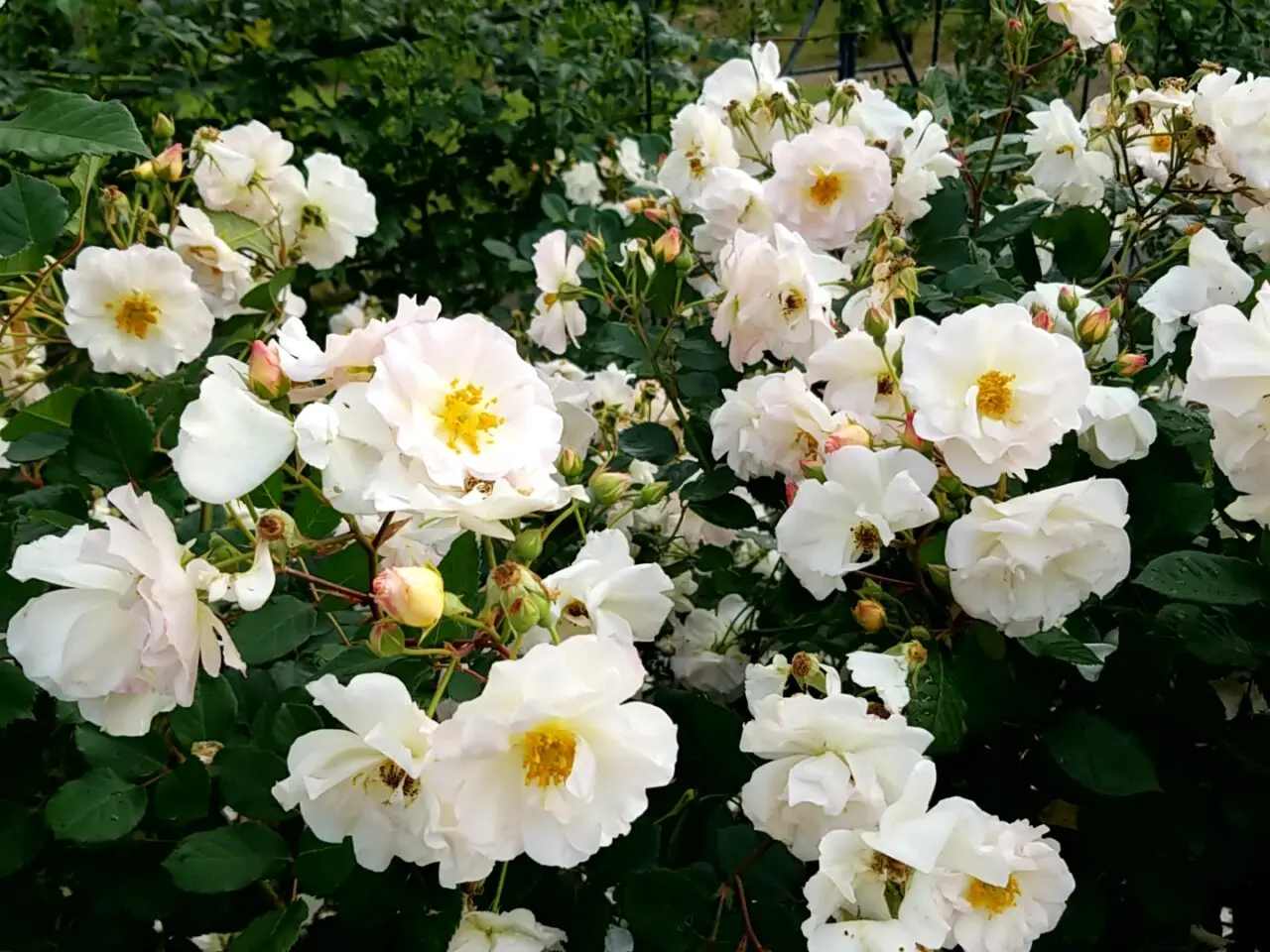 草ぶえの丘バラ園　白バラ
