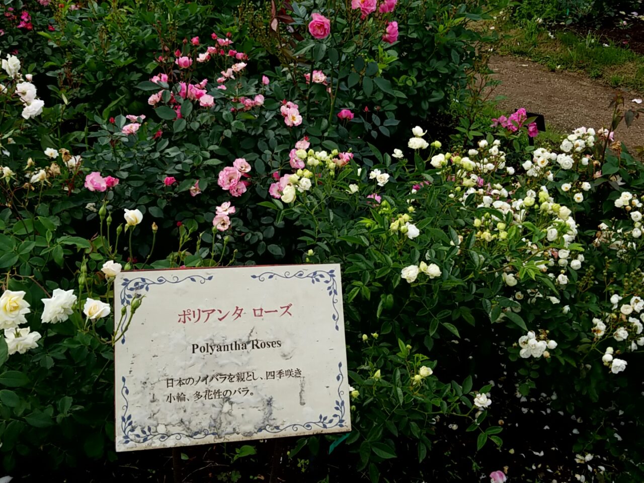 草ぶえの丘バラ園　ポリアンタローズ