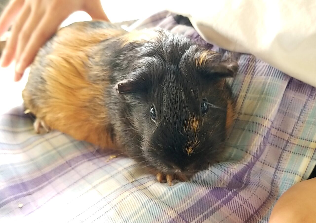 草ぶえの丘ふれあい動物　モルモット