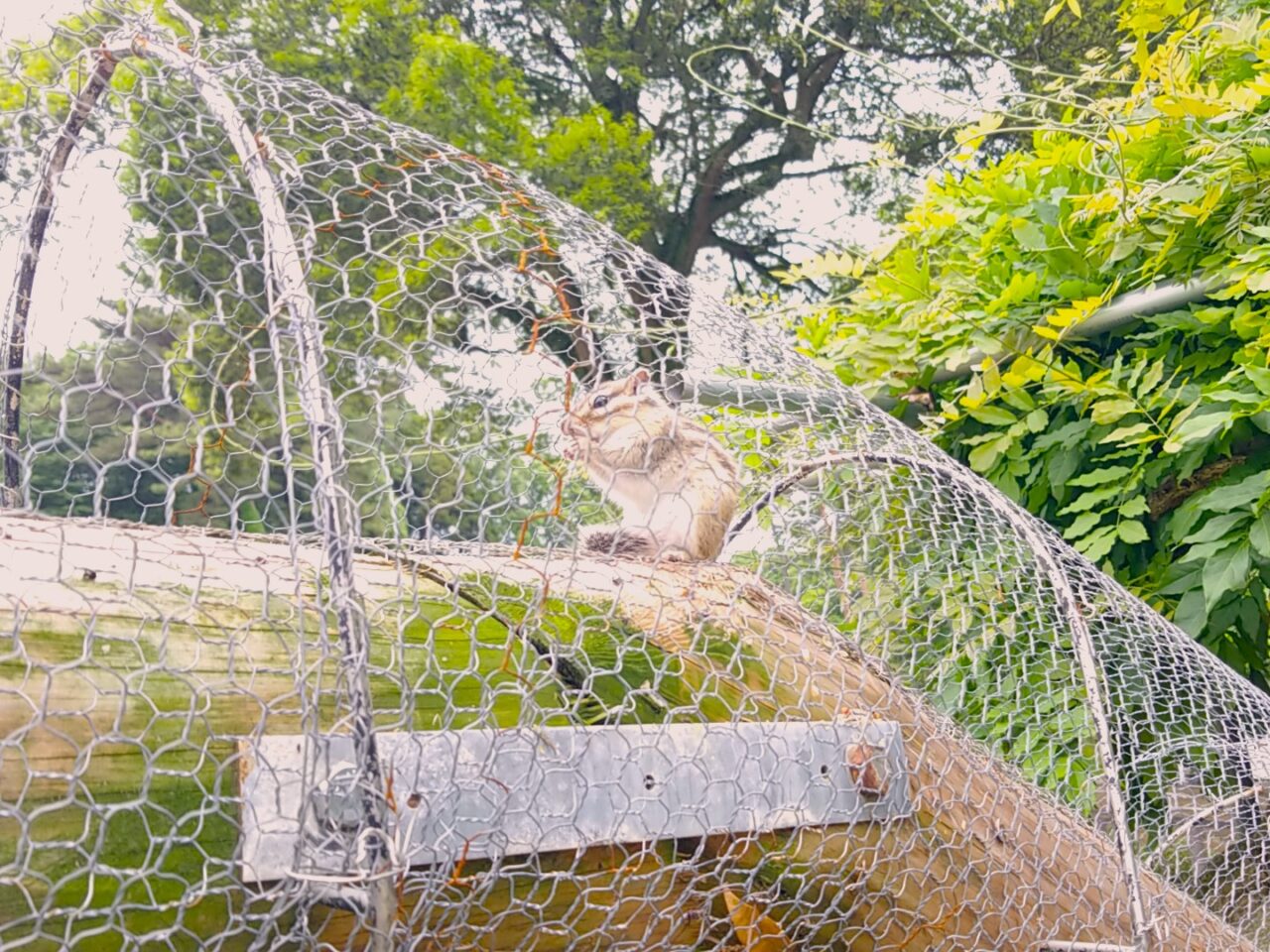 草ぶえの丘　リス