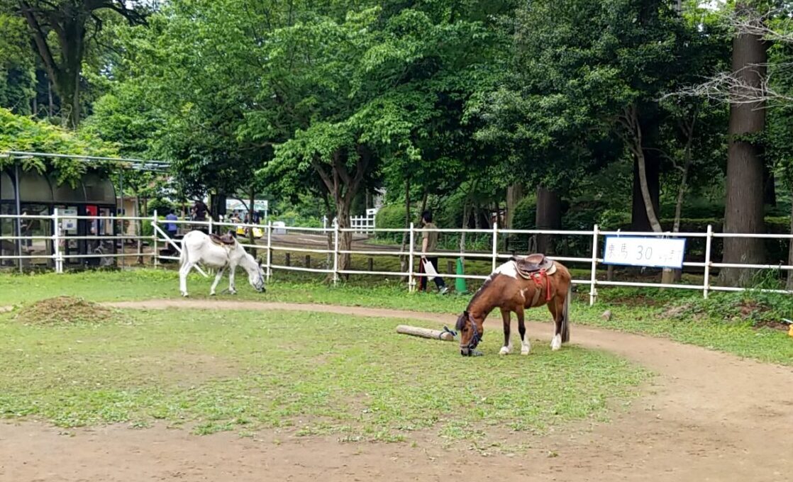 草ぶえの丘ふれあい動物　ポニー
