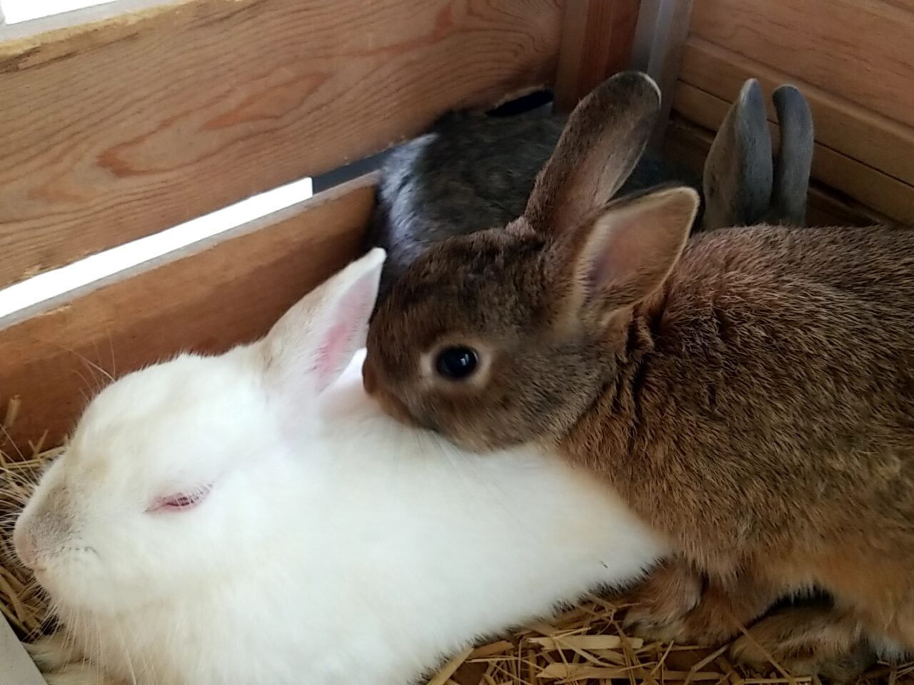 草ぶえの丘ふれあい動物　うさぎ