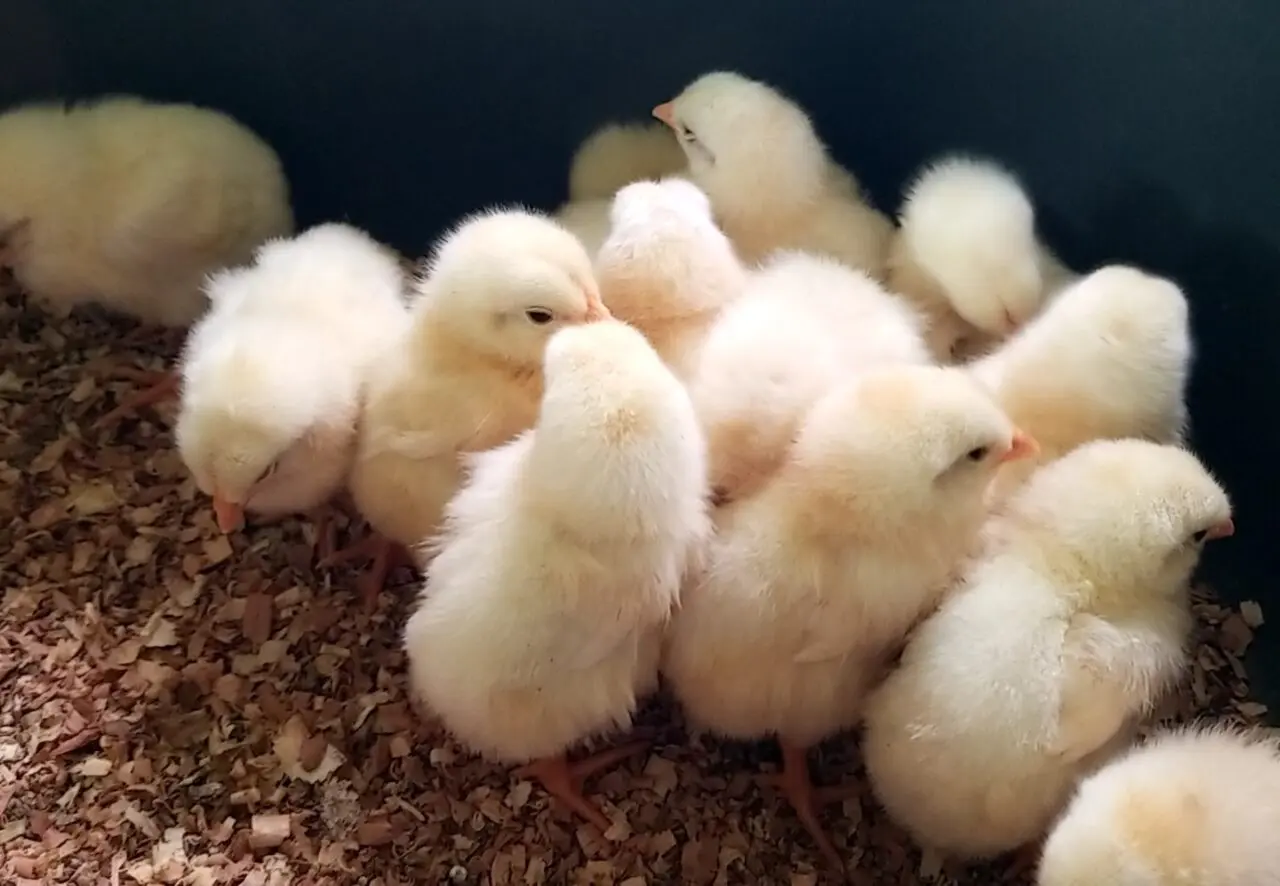 草ぶえの丘ふれあい動物　　ひよこ