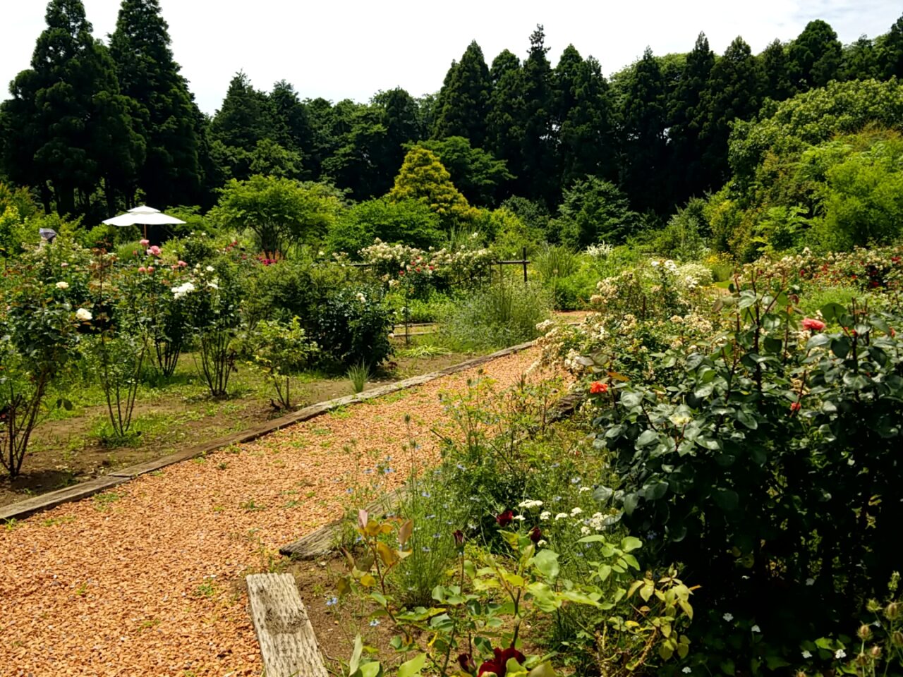 佐倉ハーブ園