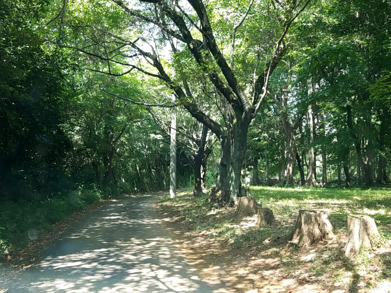 ひまわり畑　第1会場までの道