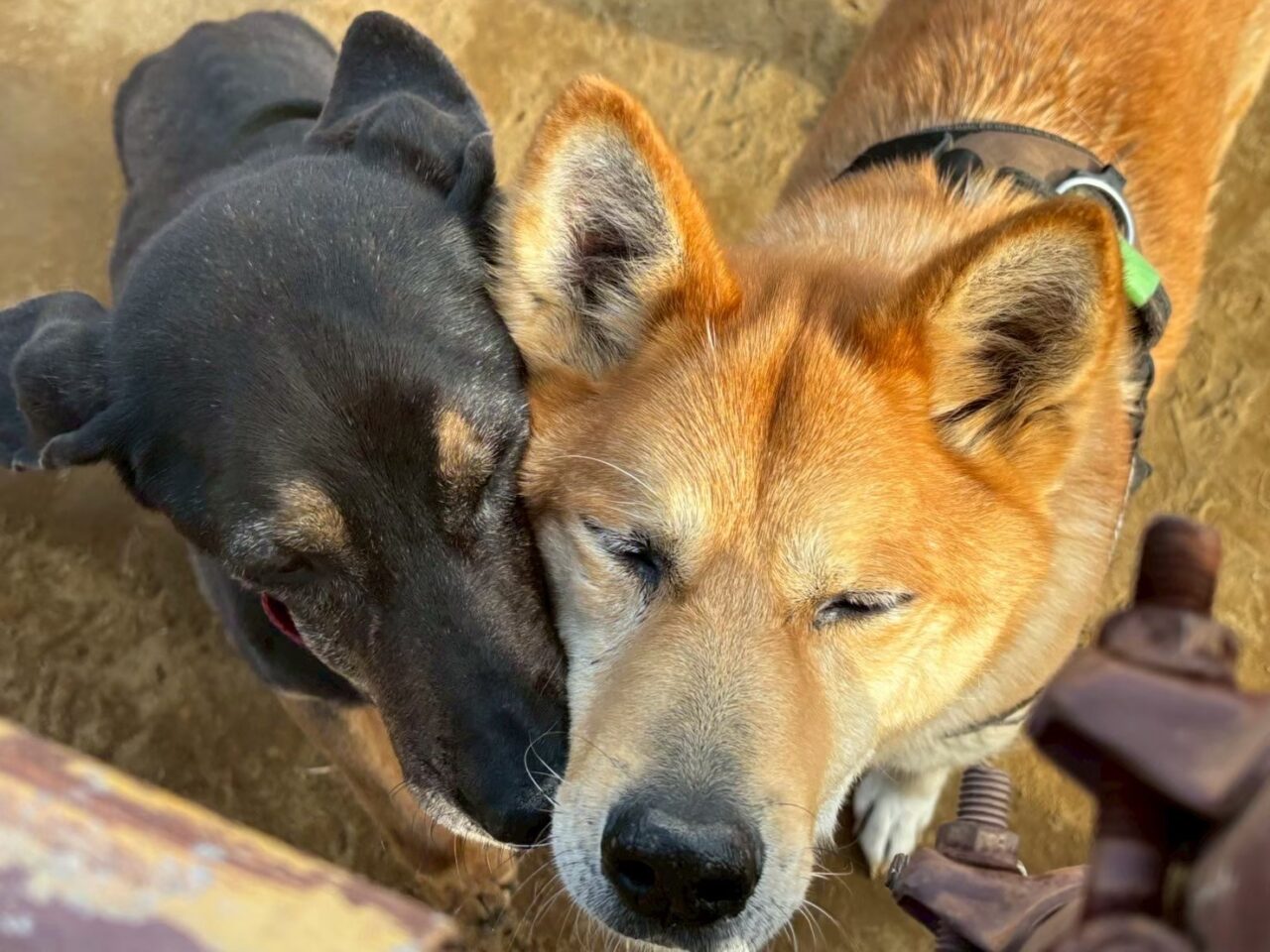 わんこフェスタin佐倉